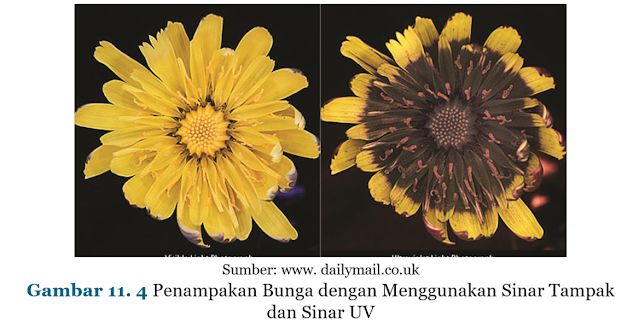 Gambar Penampakan Bunga dengan Menggunakan Sinar Tampak dan Sinar UV