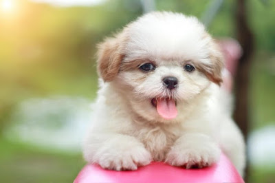 Maltese Shih Tzu Poodle Puppies For Sale Near Me