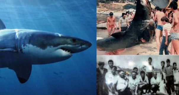  Έρευνα: Επιθέσεις καρχαριών στην Ελλάδα! Δείτε τα περιστατικά που έχουν καταγραφεί και ελάχιστοι τα γνωρίζουν..