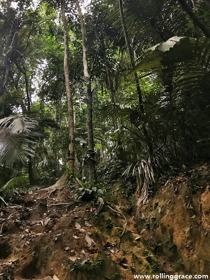 bukit gasing trail map