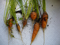 Tiny carrots from the 2 Green Acres vegetable garden