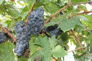 bunch of black grapes