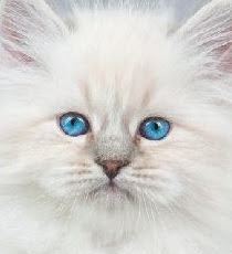 Siberian Cat vs Maine Coon Personality, Size, Lifespan, Price