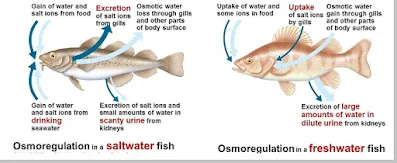 pengertian osmoregulasi