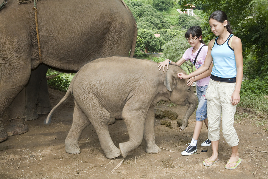 baby elephant feeding