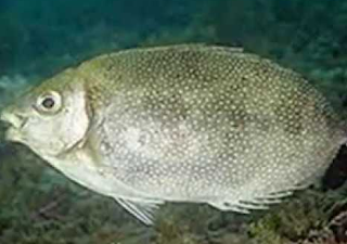 gambar Ikan Baronang