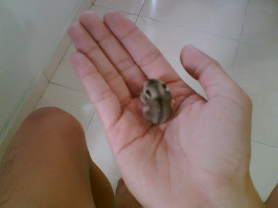 pictures of hamsters giving birth. The year also saw our hamsters giving birth to the little ones.