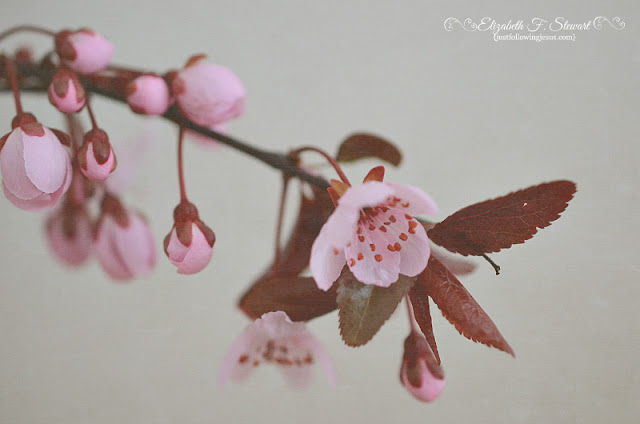 Spring Blooms Photo by @elizafaye57