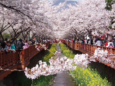 Jinhae Cherry Blossom