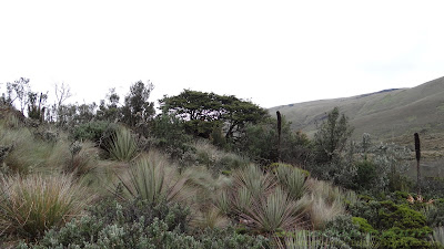 Растительность в Кахасе Эквадор 