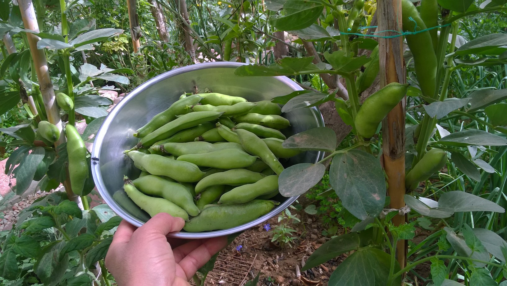 Broad beans will be ready for picking about 3-4 months after sowing. When the beans begin to show through the pods, then it is time to pick them. If you squeeze the pod gently you will also be able to feel how big the beans are. It’s better to have tasty tender small beans, than large tough ones!