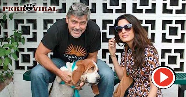 George Clooney y Amal adoptaron una Basset Hound de un refugio canino