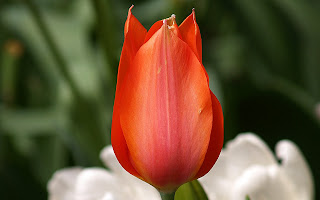  Beautiful Red Tulips Wallpaper 