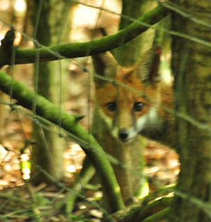 Fox family Overhall Grove NR