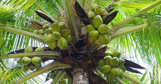  Akar Pohon Kelapa  Serabut Atau Tunggang AKARKUA