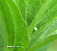 Monarch egg under Swamp milkweed leaf - © Denise Motard
