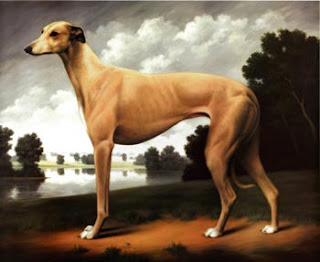 Greyhound o Levriero Inglese