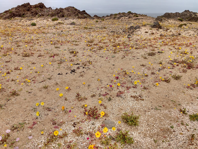 Desierto florido, Playa La Virgen, Caldera, Región de Atacama, Chile