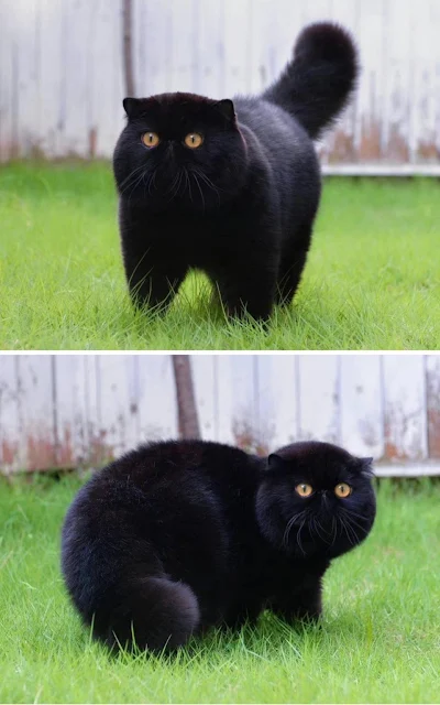 The-Enigmatic-Beauty-of-Black-Cats-Exploring-Their-Allure-Inspiring-cat-stories
