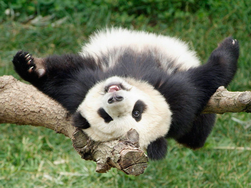 Funny Panda Wallpapers