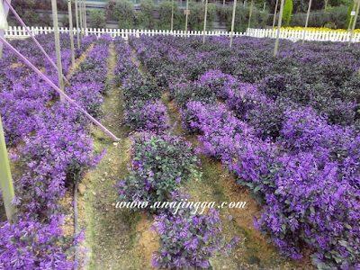 taman lavender genting highland