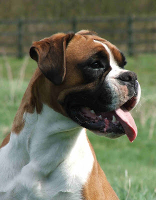 Boxer Breeds Dogs Wallpaper Pics