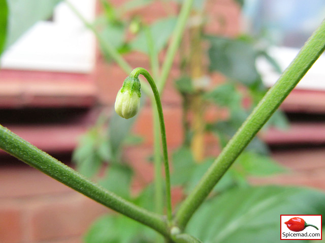 Cappuccino Chiltepin Flower Bud - 30th June 2022