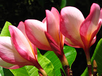 Frangipanis in the Botanical Gardens, Toowong (Brisbane)