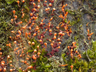 Nectria pseudotrichia - Tubercularia lateritia