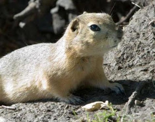 gopher