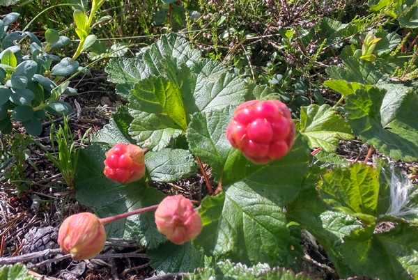 hallingdal flå turufjell stolpejakt multer