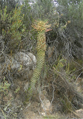 Euphorbia clandestina