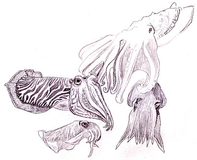 cuttlefish