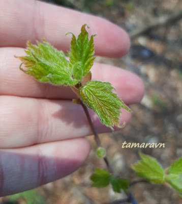 Клён бородатый / Клён бородчатонервный (Acer barbinerve)