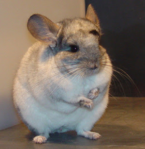 Beautiful Chinchillas as Pets