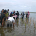 ALUS Tanam 500 Mangrove di Pesisir SAMAS