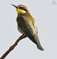 Abejaruco común (Merops apiaster)