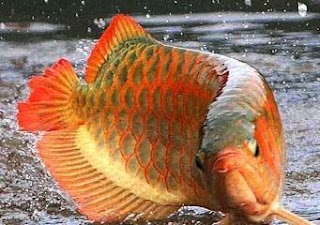 Ikan Arwana Golden