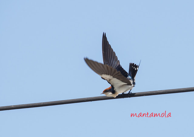 Wire-tailed swallow (Hirundo smithii)