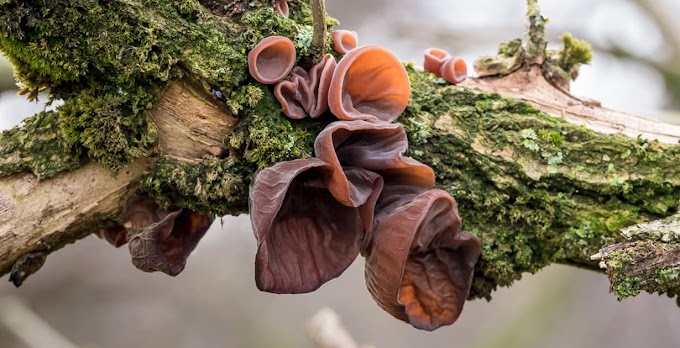 Wood ear mushrooms :  To protect the mind, heart, intestines and joints | Organic mushrooms | Biobritte mushrooms