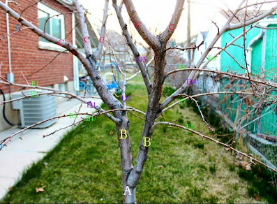 How to Prune a Nectarine Tree