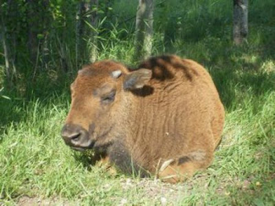 Buffalos Can Also Be Amazing House Pet Seen On  www.coolpicturegallery.us