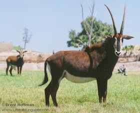 hipotrago negro Hippotragus niger