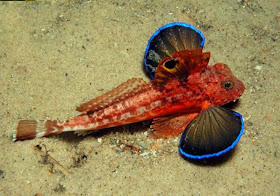 http://www.stuff.co.nz/national/66395508/fish-dumping-investigated-off-auckland-coast