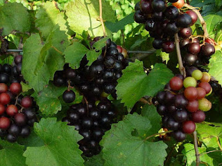 Muscadine Fruit pictures