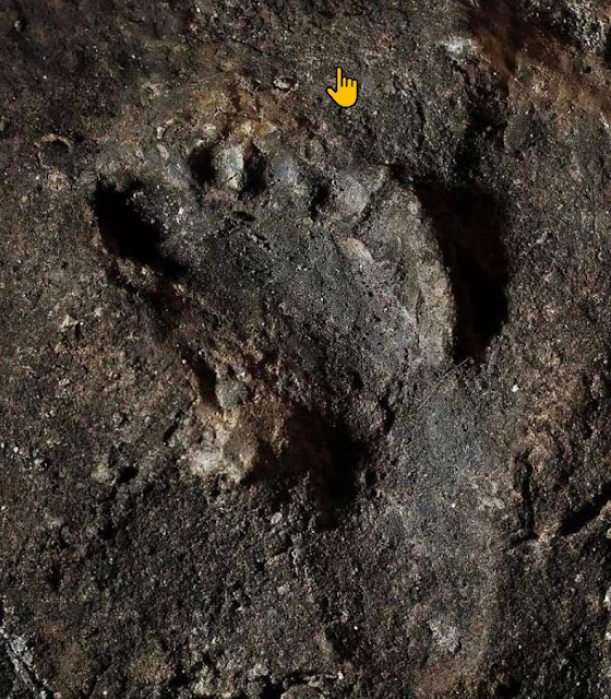 A Neanderthal footprint preserved in the sediments of the Grotte di Toirano, Liguria,