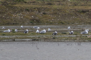 Adult Yellow-legged Gull