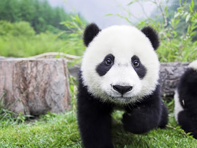 Imagen pequeño oso panda 