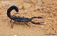 Arabian Fat-tailed scorpion, Androctonus crassicauda