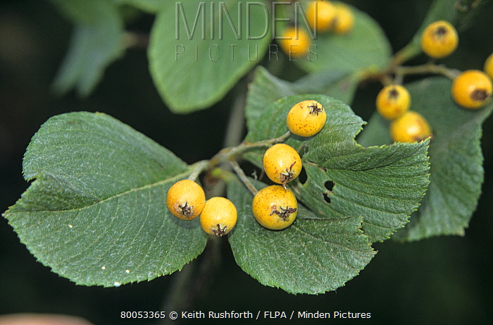 Рябина Уорда / Гриффитария Уорда (Sorbus wardii, =Griffitharia wardii)